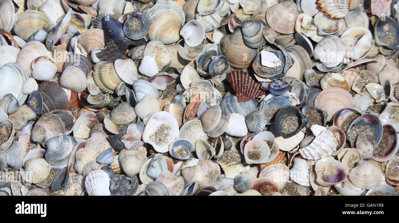 Viele Muscheln am Ufer Strand im Meer im Sommer Stockfoto