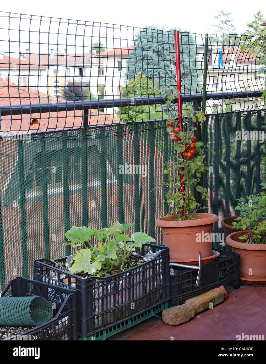 Topfpflanze mit roten strauchtomaten in einem kleinen Stadtgarten auf der Terrassenwohnung in der Stadt Stockfoto