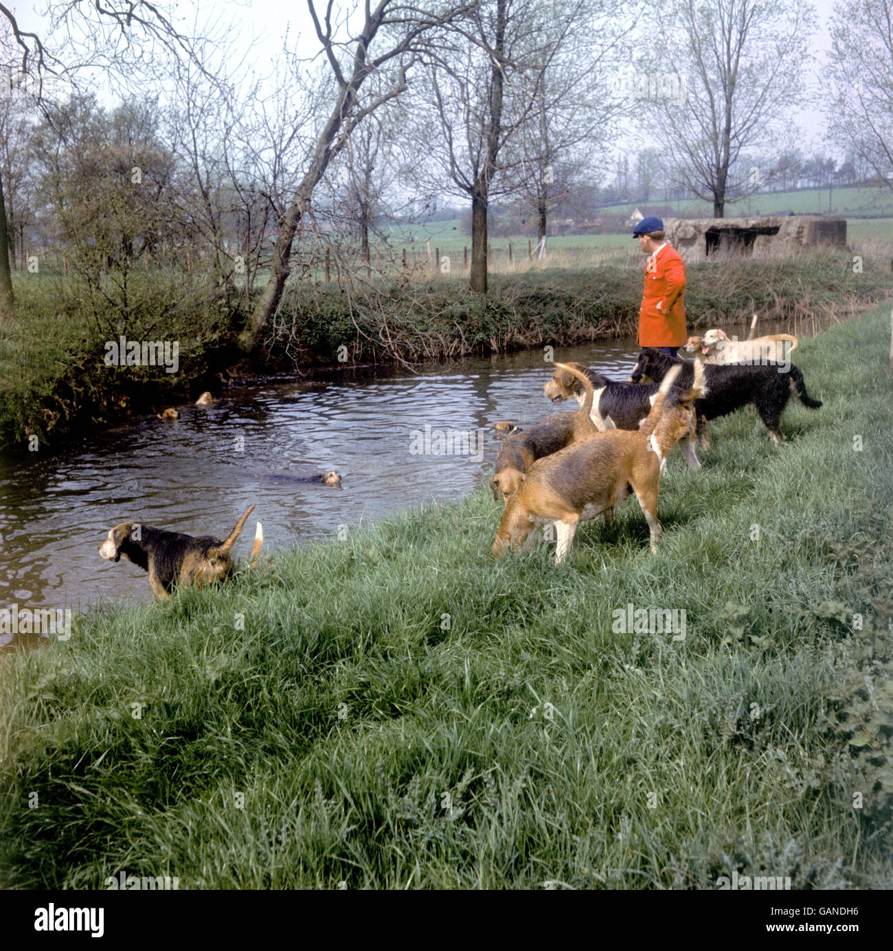 Jagd - Otterhounds - Aldham, bei Colchester. Joint Master Martin Letts bringt die Hunde während eines Drag in den Fluss Colne Stockfoto