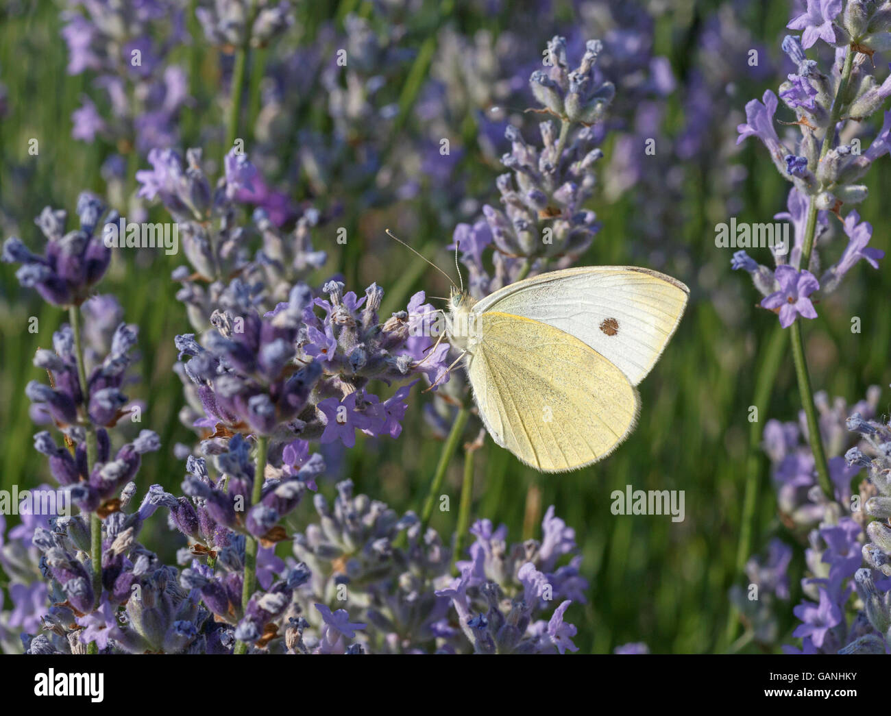 weißer Schmetterling auf Lavendelblüten Stockfoto