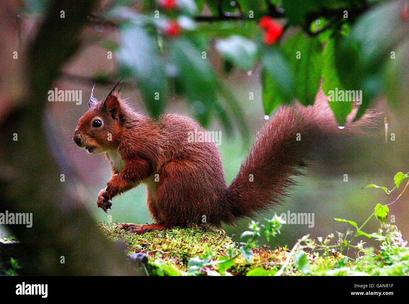 Tiere im Kielder Wald. Ein seltener Rothörnchen im Kielder Forest, Northumberland. Stockfoto