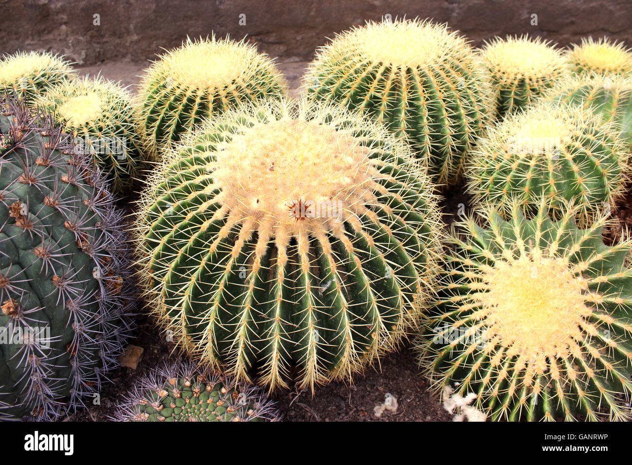 Kaktus. Grner Kaktus Dornen in den Anbau-Schssel, hat es viele kleine  grne Stacheln Stockfotografie - Alamy
