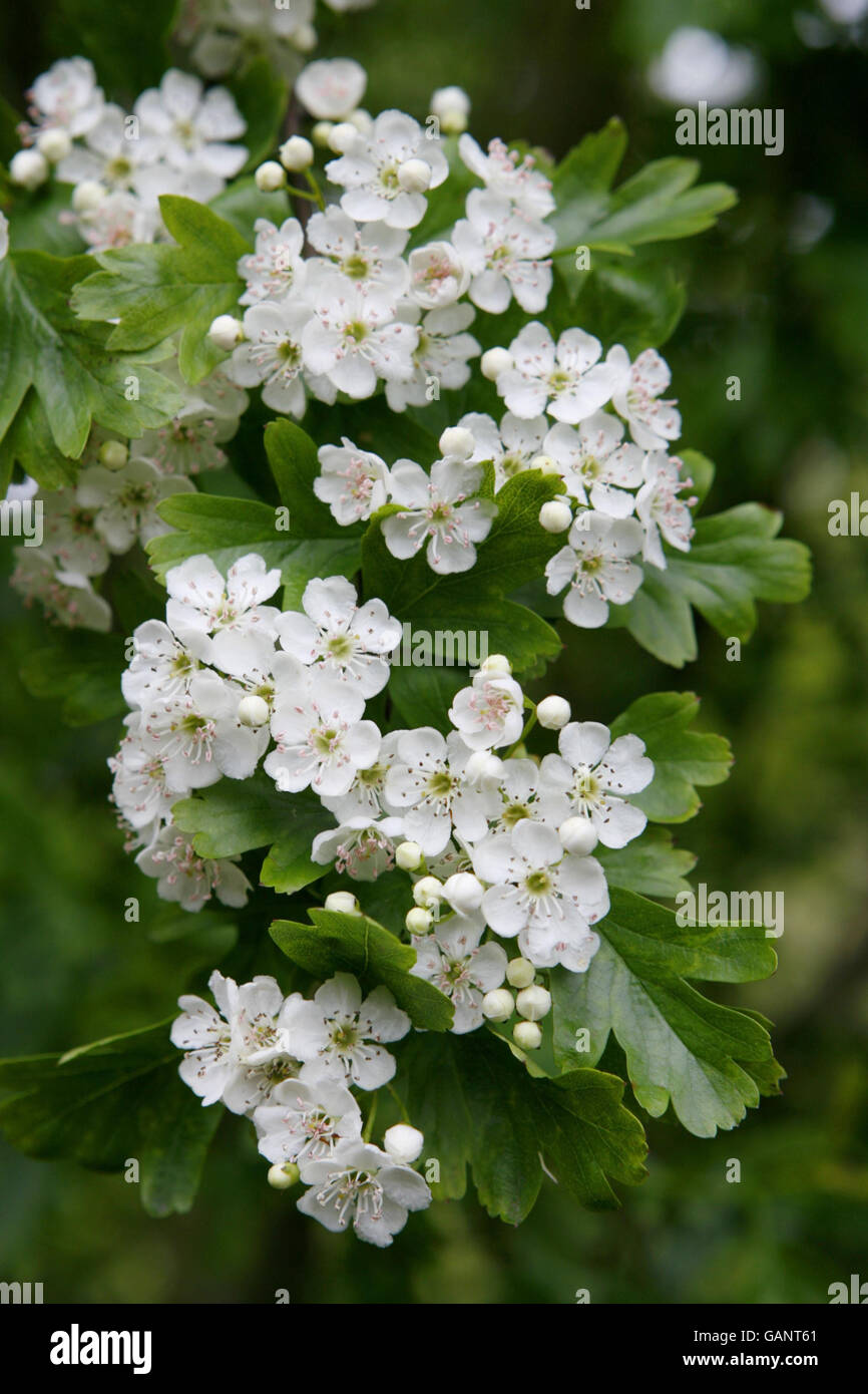 Frühlingsblüte auf einem Weißdornbusch im Farlington Marshes Naturschutzgebiet in der Nähe von Portsmouth. Stockfoto