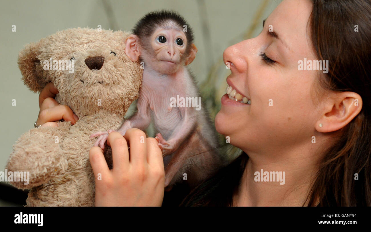Conchita, eine drei Wochen alte, weiß napierte Mangabey-Affe, die sie derzeit in der Hand aufziehen, nachdem ihre Mutter sich von einem Kaiserschnitt mit Hilfe eines Teddybären erholt hat, der als ständiger Begleiter im Londoner Zoo fungiert. Stockfoto