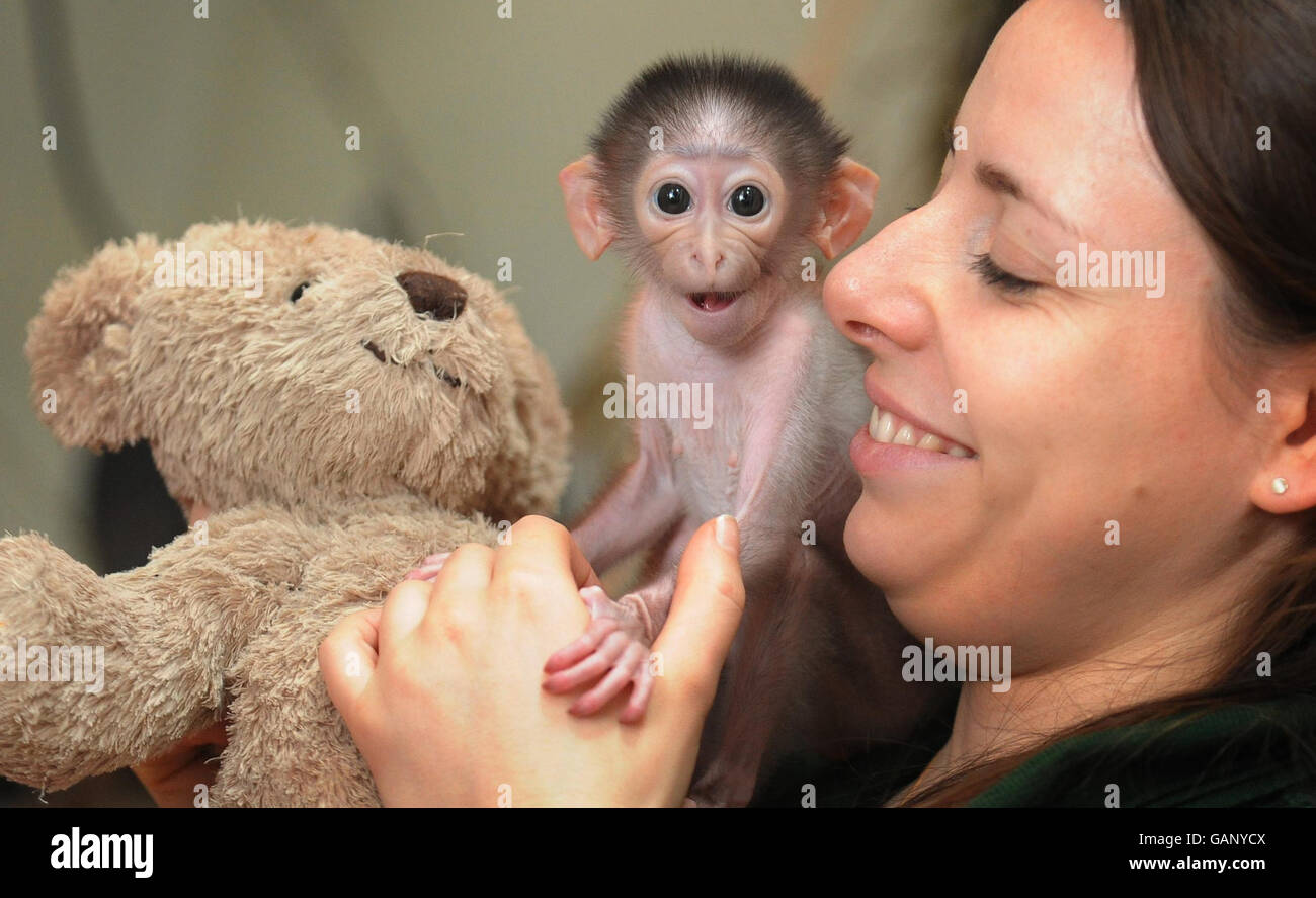 Conchita, eine drei Wochen alte, weiß napierte Mangabey-Affe, die sie derzeit in der Hand aufziehen, nachdem ihre Mutter sich von einem Kaiserschnitt mit Hilfe eines Teddybären erholt hat, der als ständiger Begleiter im Londoner Zoo fungiert. Stockfoto