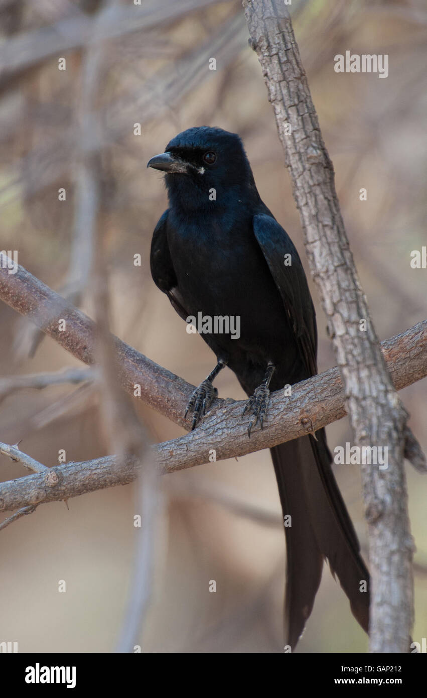 Schwarzer Drongo, Dicrurus Macrocercus, Dicruridae, Ranthambore Nationalpark, Indien Asien Stockfoto