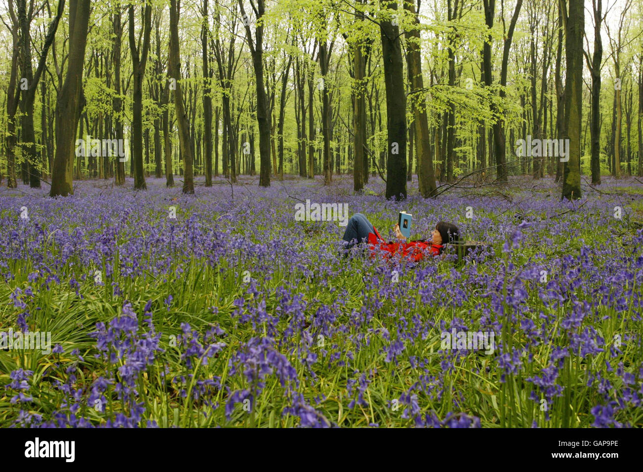 Eine Frau liest ein Buch, umgeben von Bluebells im Micheldever Wood in der Nähe von Winchester, Hampshire. Stockfoto