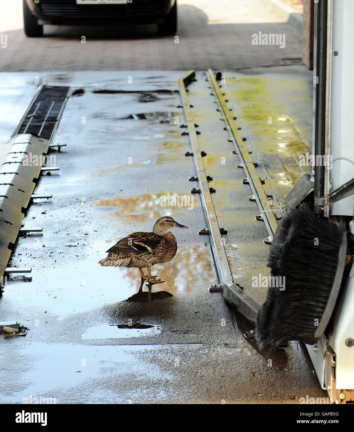 Eine Ente wartet auf ein Bad in der Autowäsche im Morrisons Supermarkt in Whitley Bay, North Tyneside, Tyne und Wear, an dem, was erwartet wird, dass der heißeste Tag des Jahres bisher sein. Stockfoto