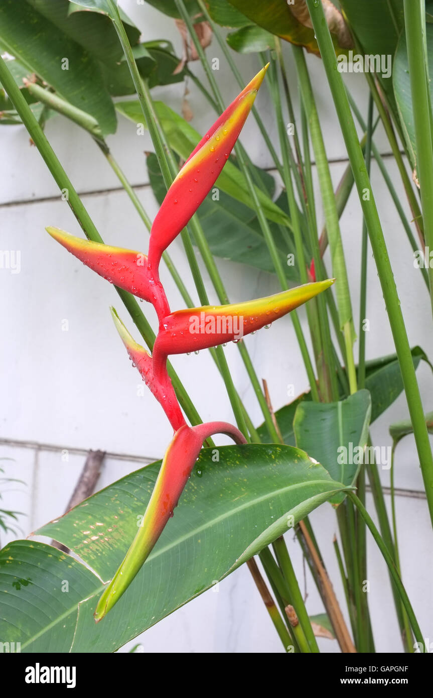 lemon lime philodendron Philodendron Lemon Lime (6 Inch) – Outside In main image 1