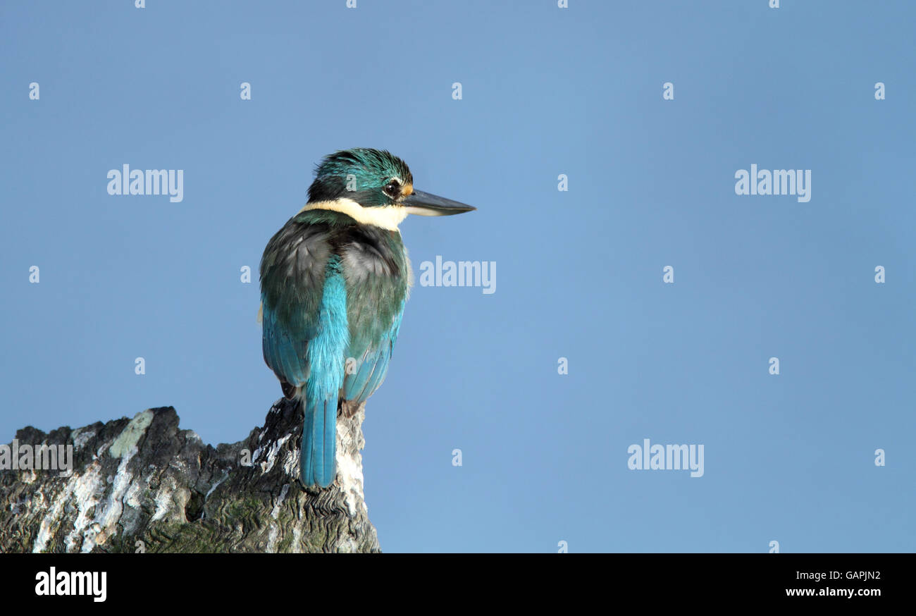 Ein heiliges Kingfisher, Todiramphus Sanctus, sitzen auf Baum stumpf mit einem blauen Himmelshintergrund mit Textfreiraum. Stockfoto