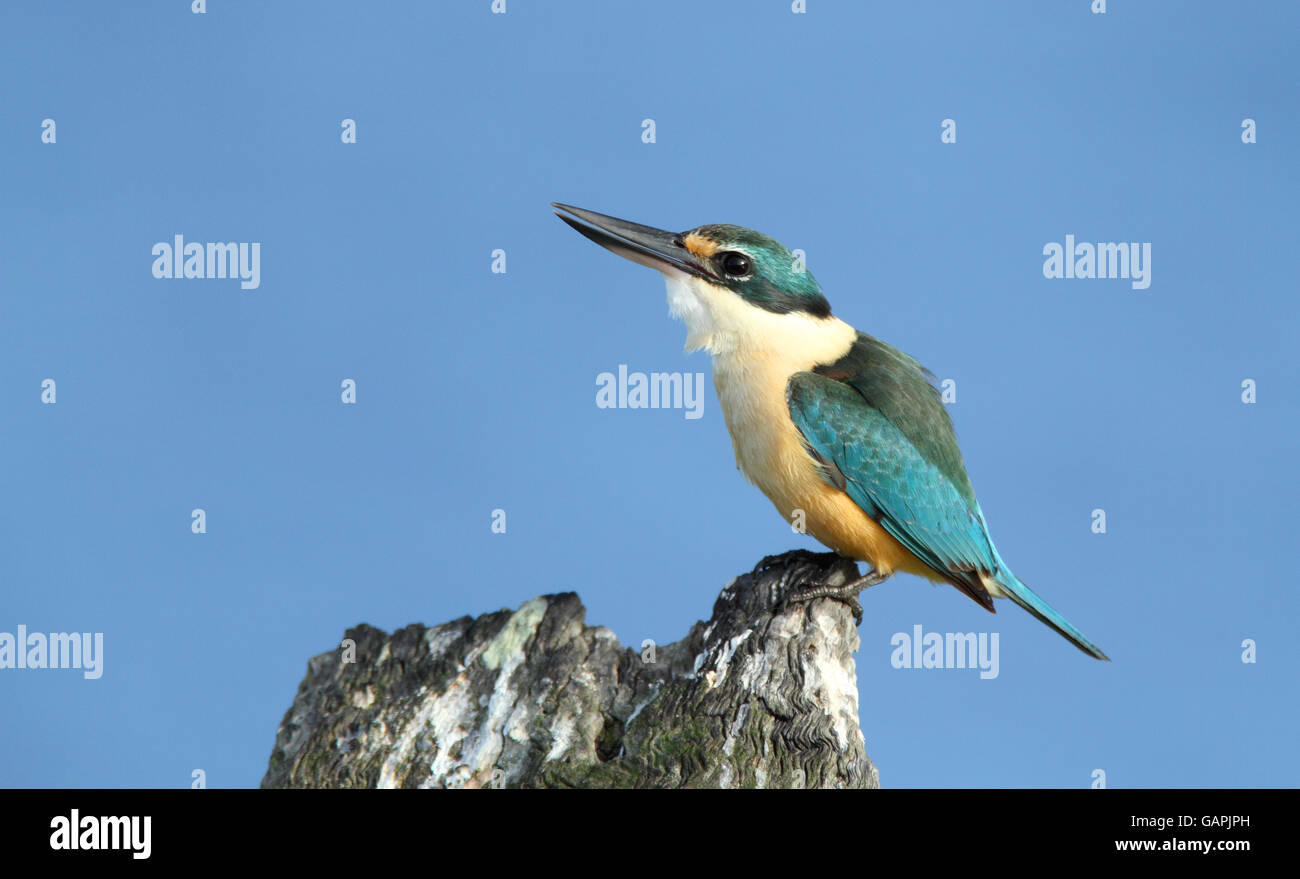 Ein heiliges Kingfisher, Todiramphus Sanctus, sitzt auf einem Baum stumpf mit blauem Himmel Hintergrund und Kopie. Stockfoto