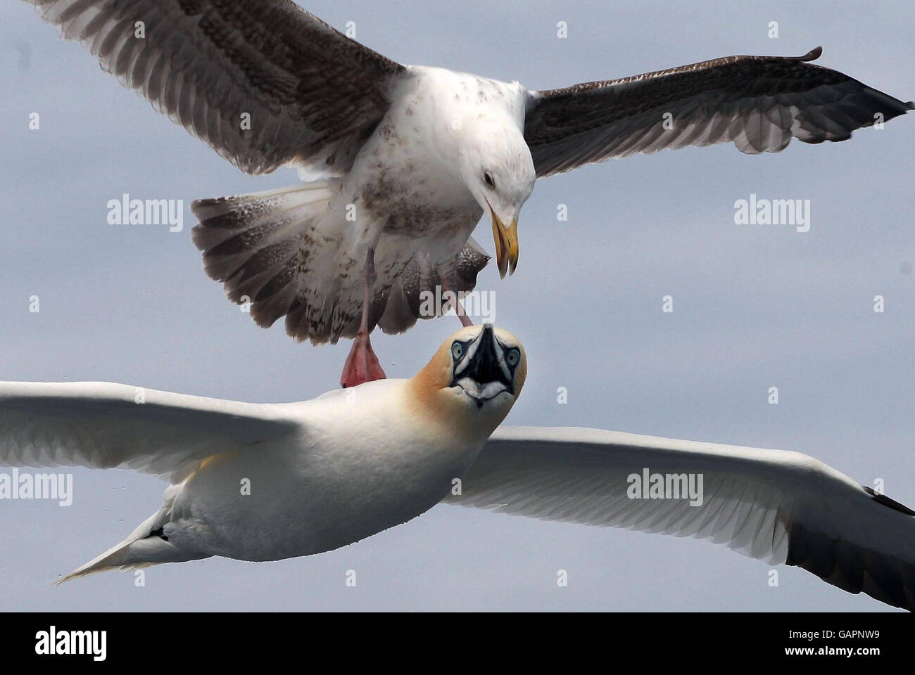 Eine Herringmöwe greift eine Gannette an, die um Bass Rock, die größte einInselkolonie der Welt, nach Nahrung sucht. Stockfoto