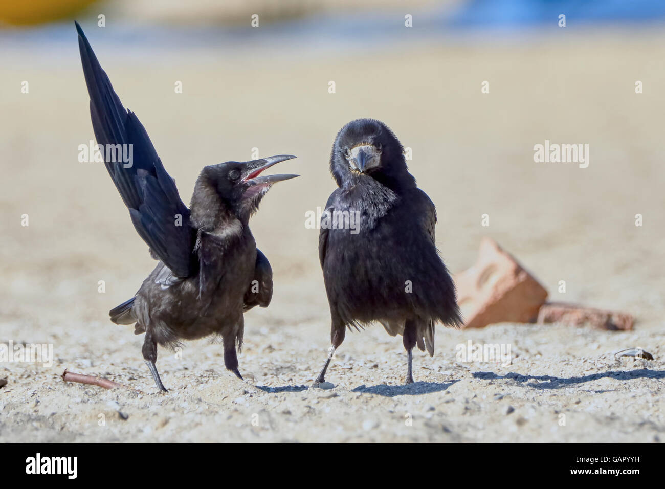 Krähe in etwas überzeugt anderen Krähe am Strand ein Sommertag Stockfoto