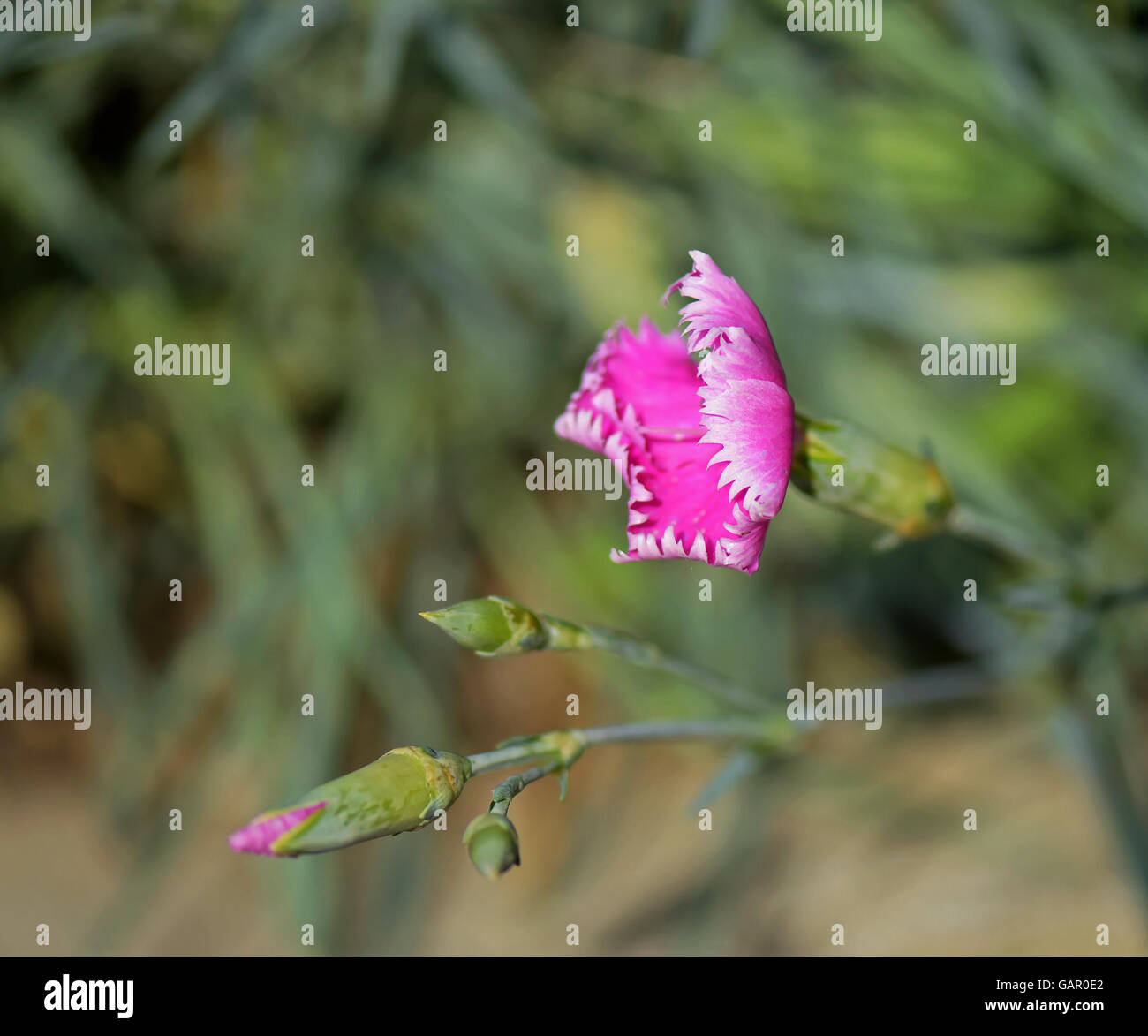 Makro-Foto der Wild rosa Nelke Blume (Dianthus Caryophyllus) auf natürlichen Hintergrund Stockfoto