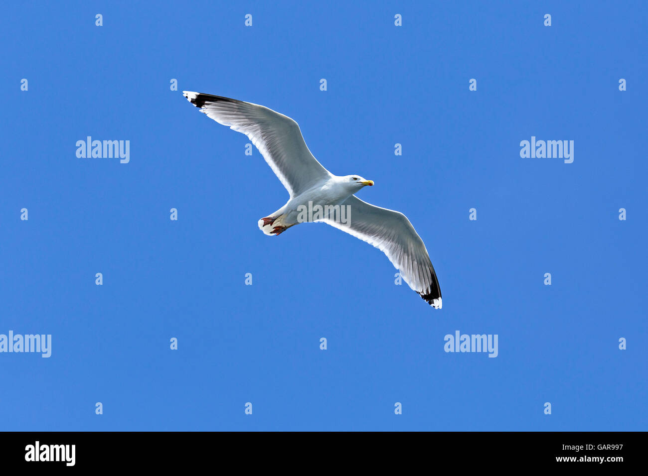 fliegen gemeinsame Möwe (Larus Canus), Kiel, Schleswig-Holstein, Deutschland Stockfoto