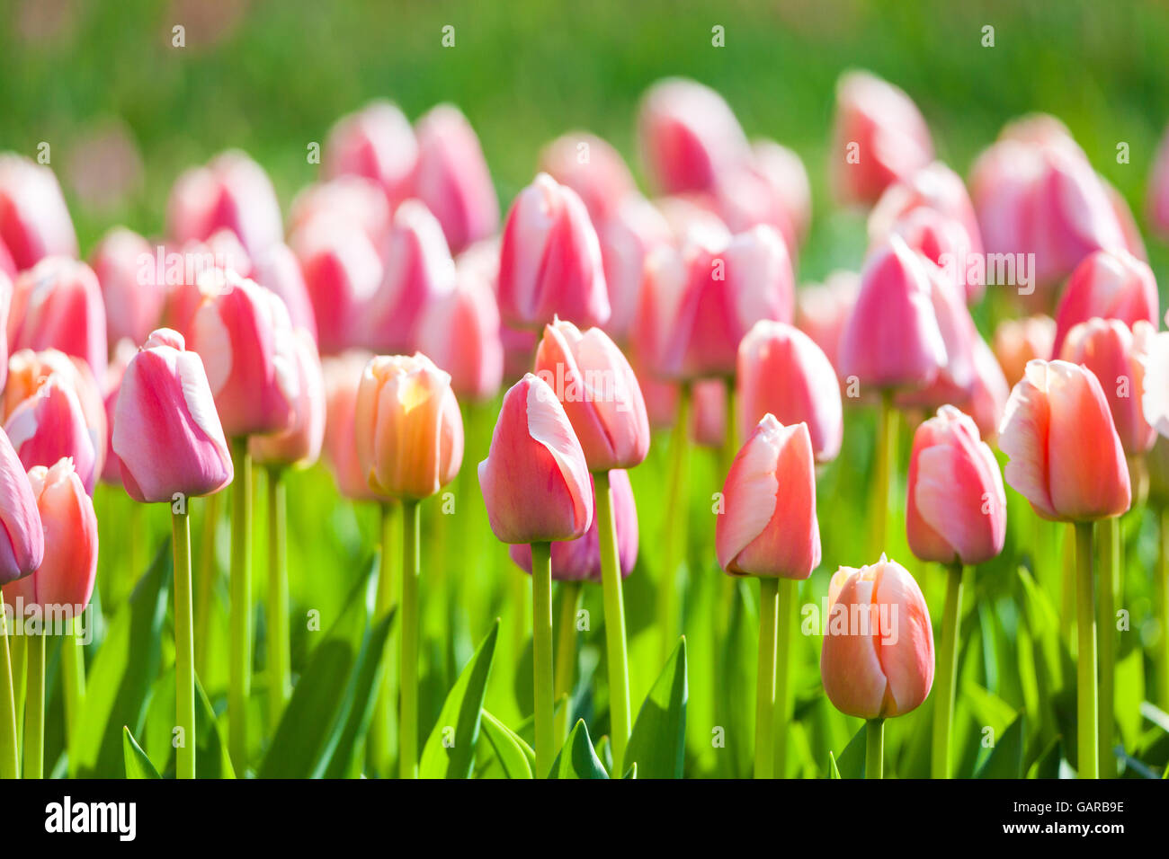 Tulpen. Schöne Blumen im Frühling Garten, Blumen Hintergrund Stockfoto