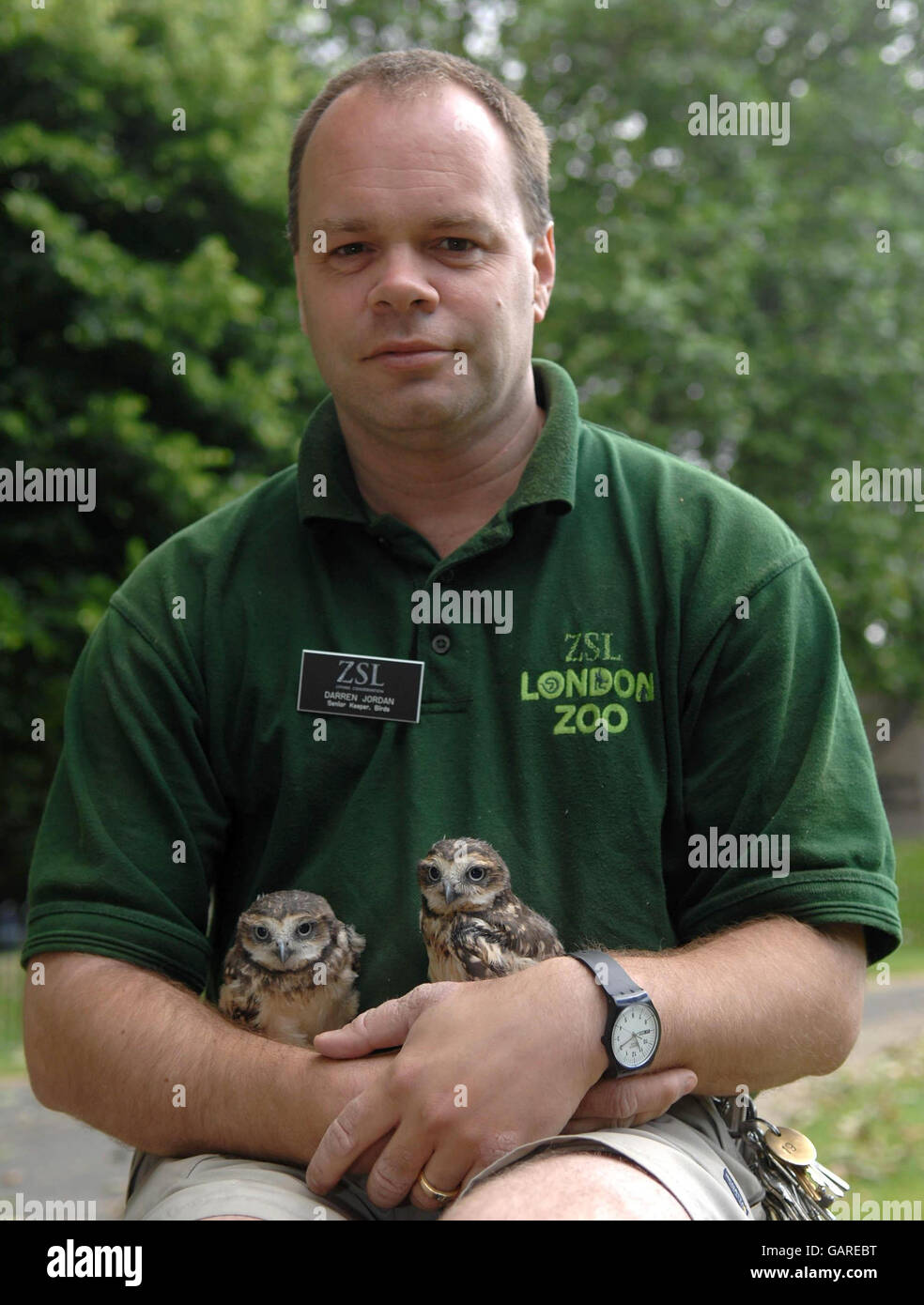 Eulenküken haben Ersatzvater Stockfoto