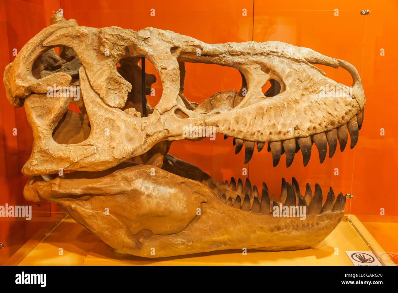 England, London, Forest Hill, Horniman Museum, Anzeige von einem Erwachsenen 70 Millionen Jahre alten theropode Dinosaurier Schädel Stockfoto
