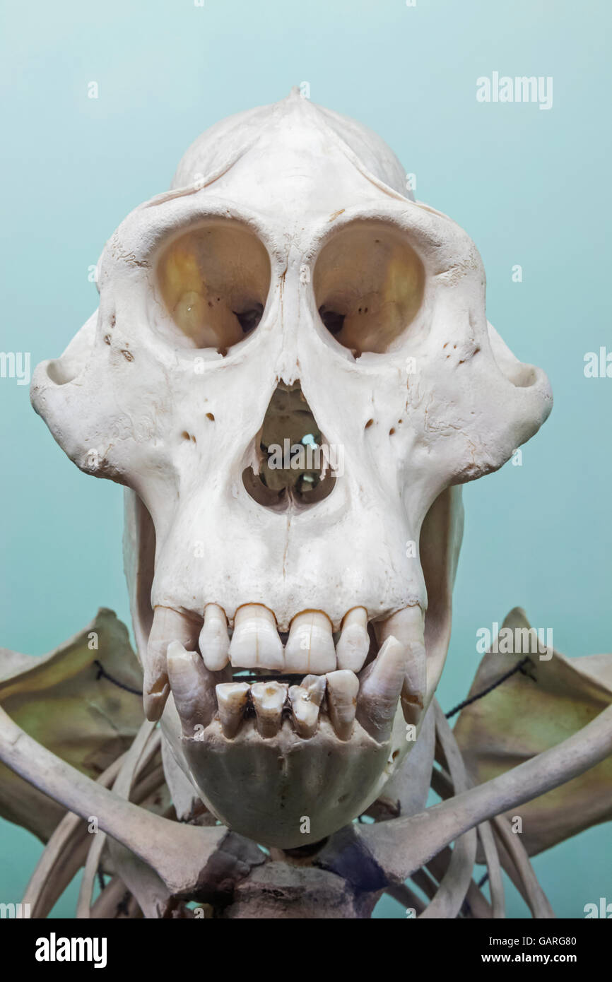 England, London, Waldhügel, Horniman Museum, Anzeige der Affe Skelett Stockfoto