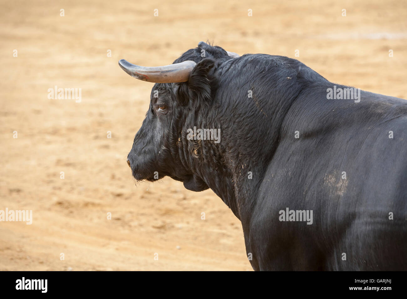 Erfassen der Figur eines mutigen Stieres Haare schwarze Farbe in einen Stierkampf, Spanien Stockfoto