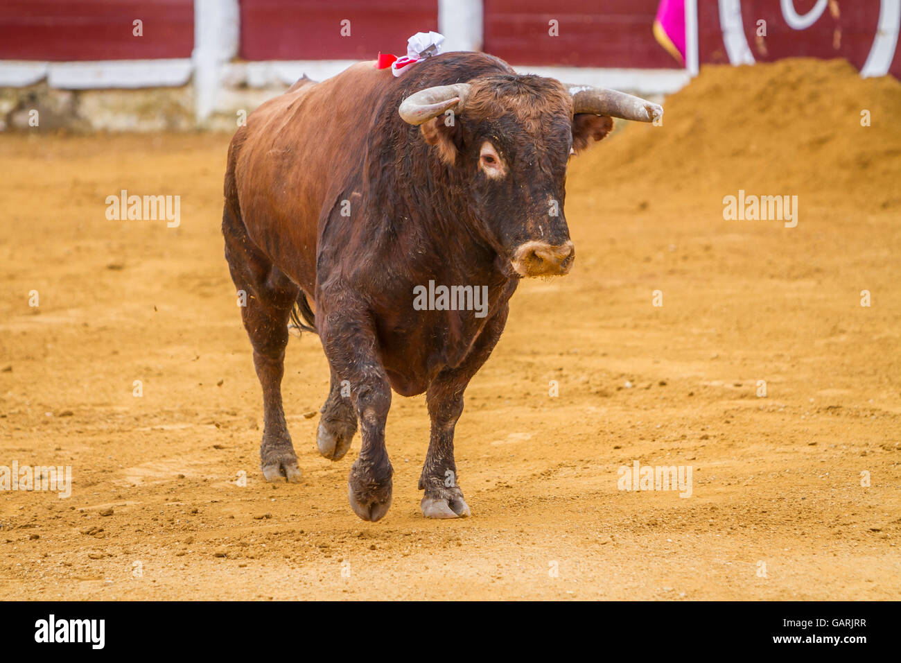 Erfassen der Figur eines mutigen Stieres Haare braune Farbe in einen Stierkampf, Spanien Stockfoto