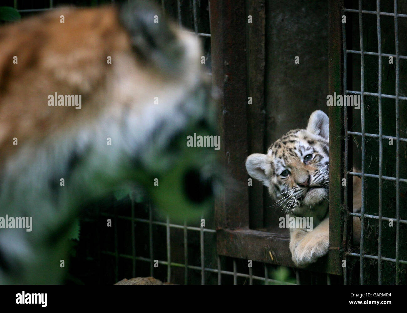 Sinda, eine von zwei 8 Wochen alten Sibirischen Tiger Cubs, geboren im Port Lympne Wild Animal Park in Kent, wird von Mutter Ingrid aus ihrer Höhle ermutigt. Stockfoto