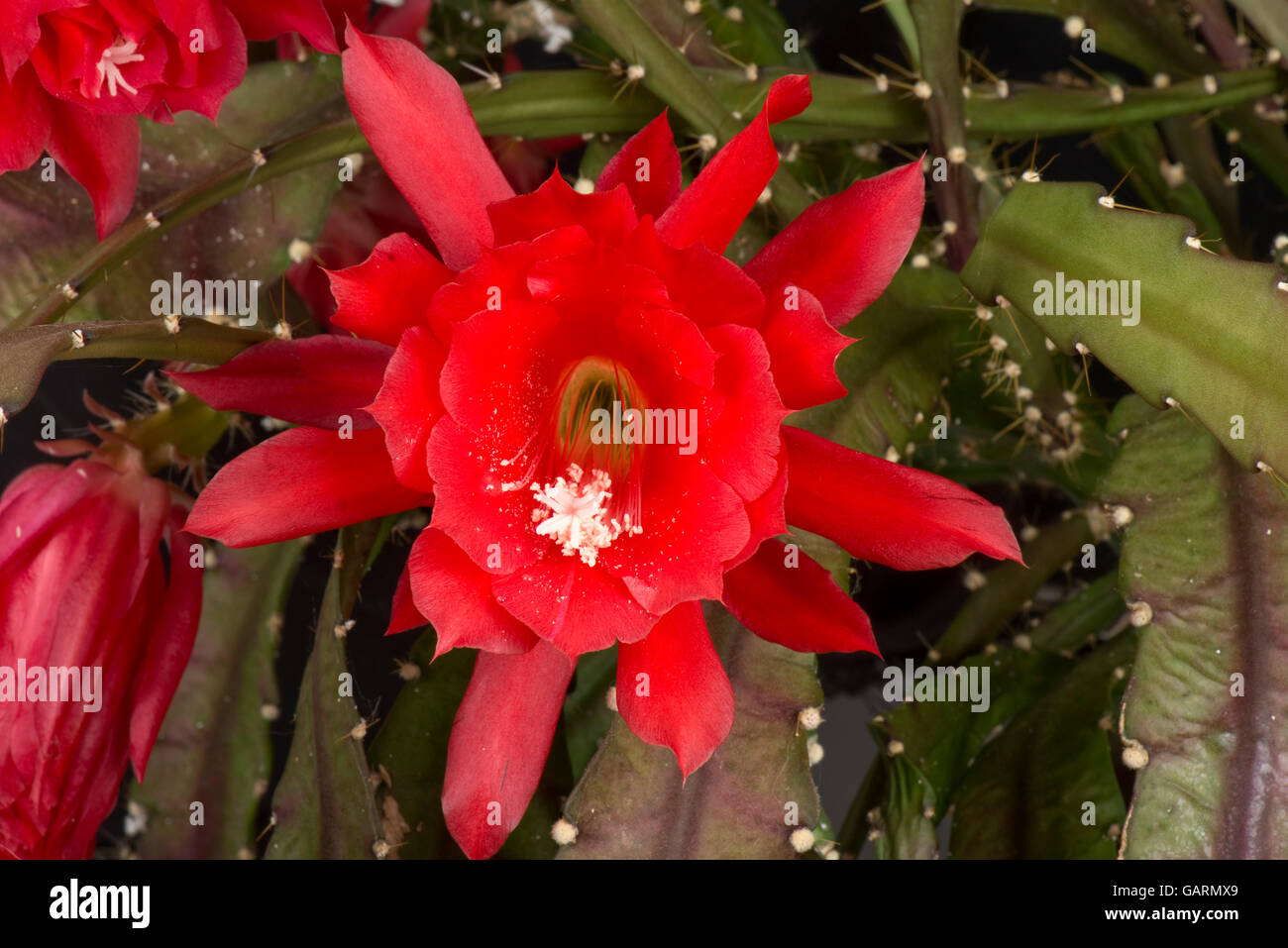 Rote Blume einer Orchidee oder eines Osterkaktus, Discocactus x jenkinsonii, eine blühende Hauspflanze, Mai Stockfoto