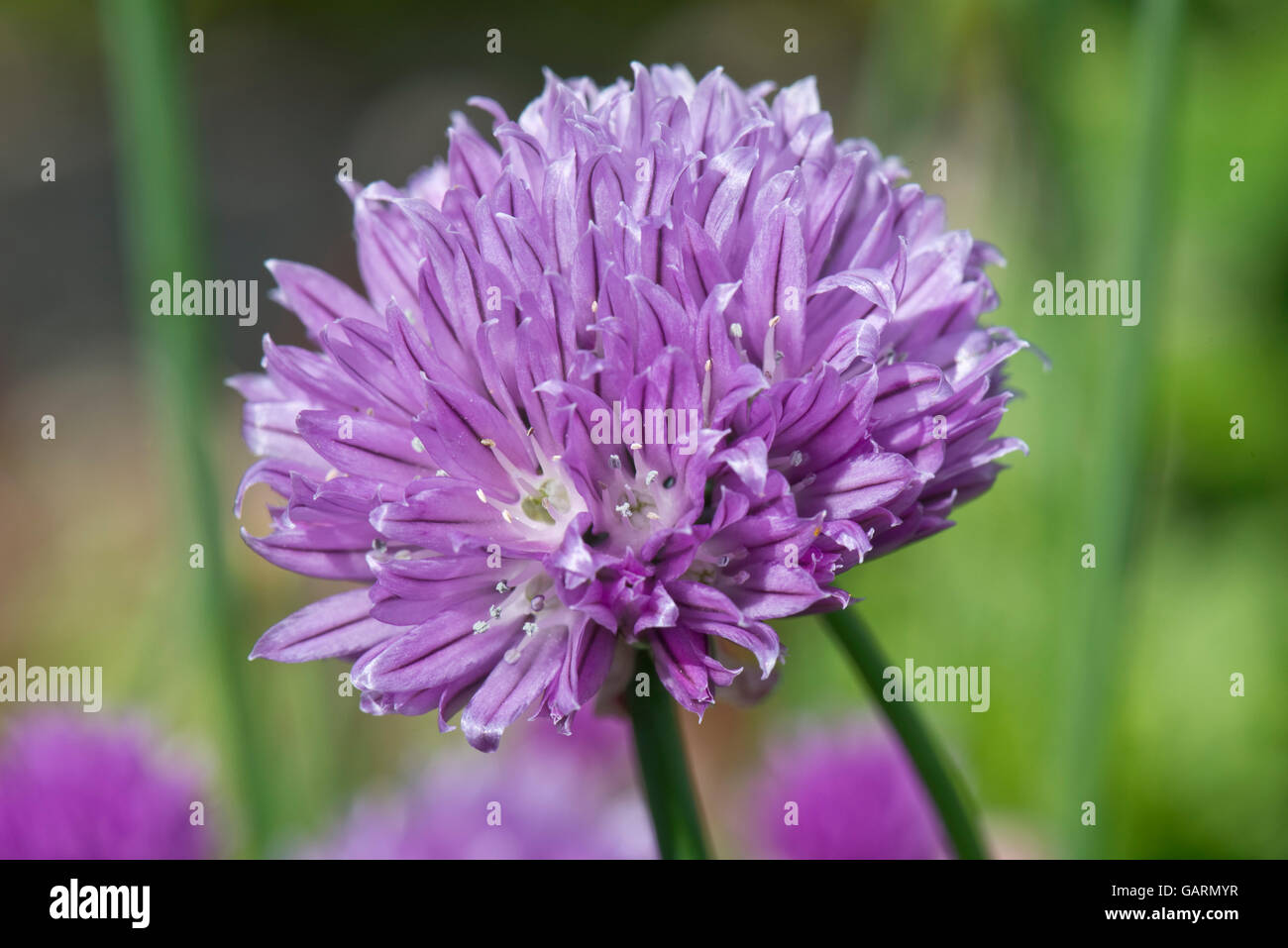 Lila Blume von Schnittlauch, Allium Schoenoprasum, eine kulinarische Herde in der Zwiebel-Familie, kann Stockfoto