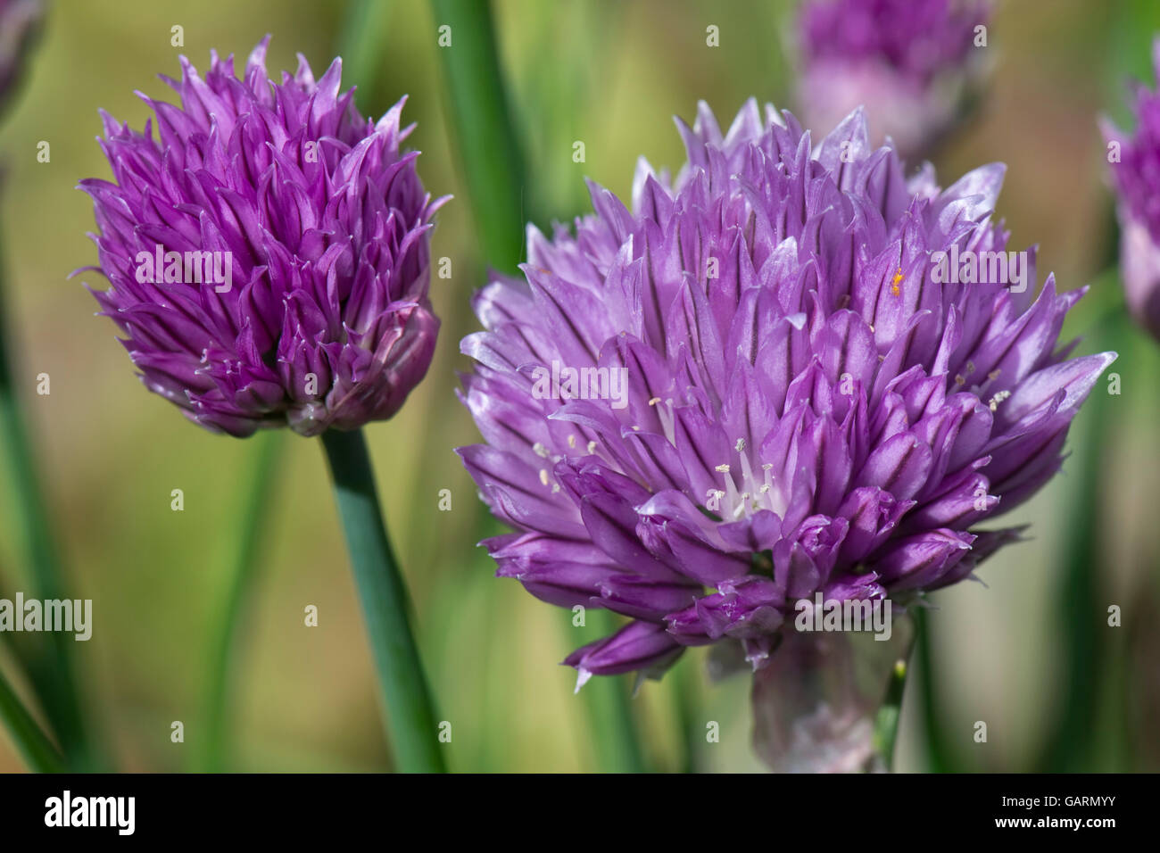 Lila Blume von Schnittlauch, Allium Schoenoprasum, eine kulinarische Herde in der Zwiebel-Familie, kann Stockfoto