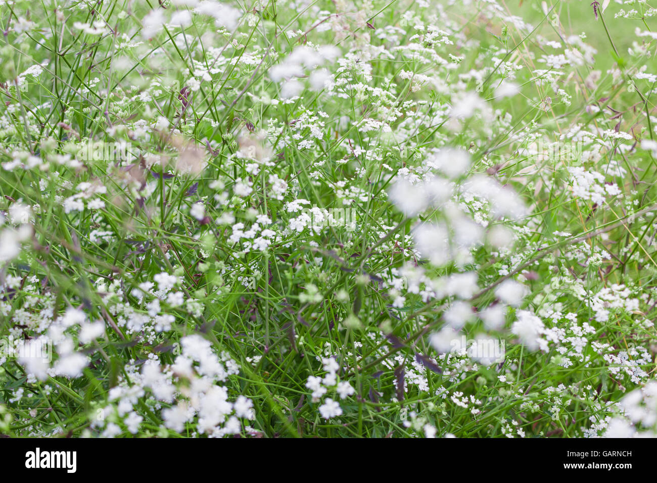 Weiße Blüten, Tiefenschärfe, soft-Fokus Stockfoto
