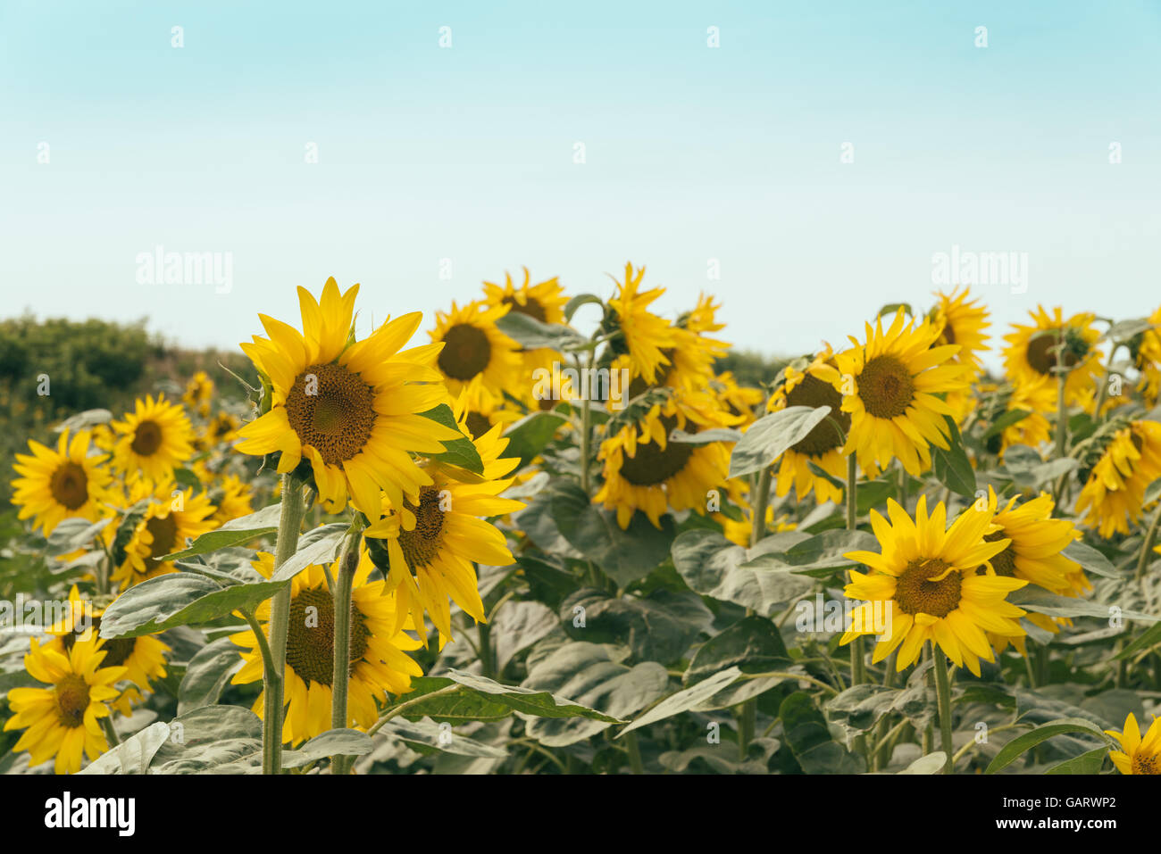 Nahaufnahme eines riesigen Sonnenblumen Stockfoto