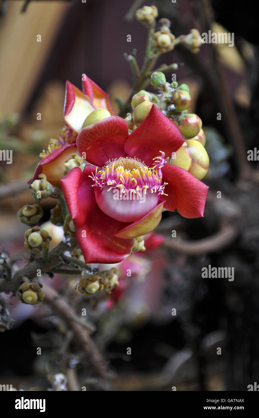 Nahaufnahme von Bodhi Baum Blume, Königspalast, Phnom Penh, Kambodscha Stockfoto