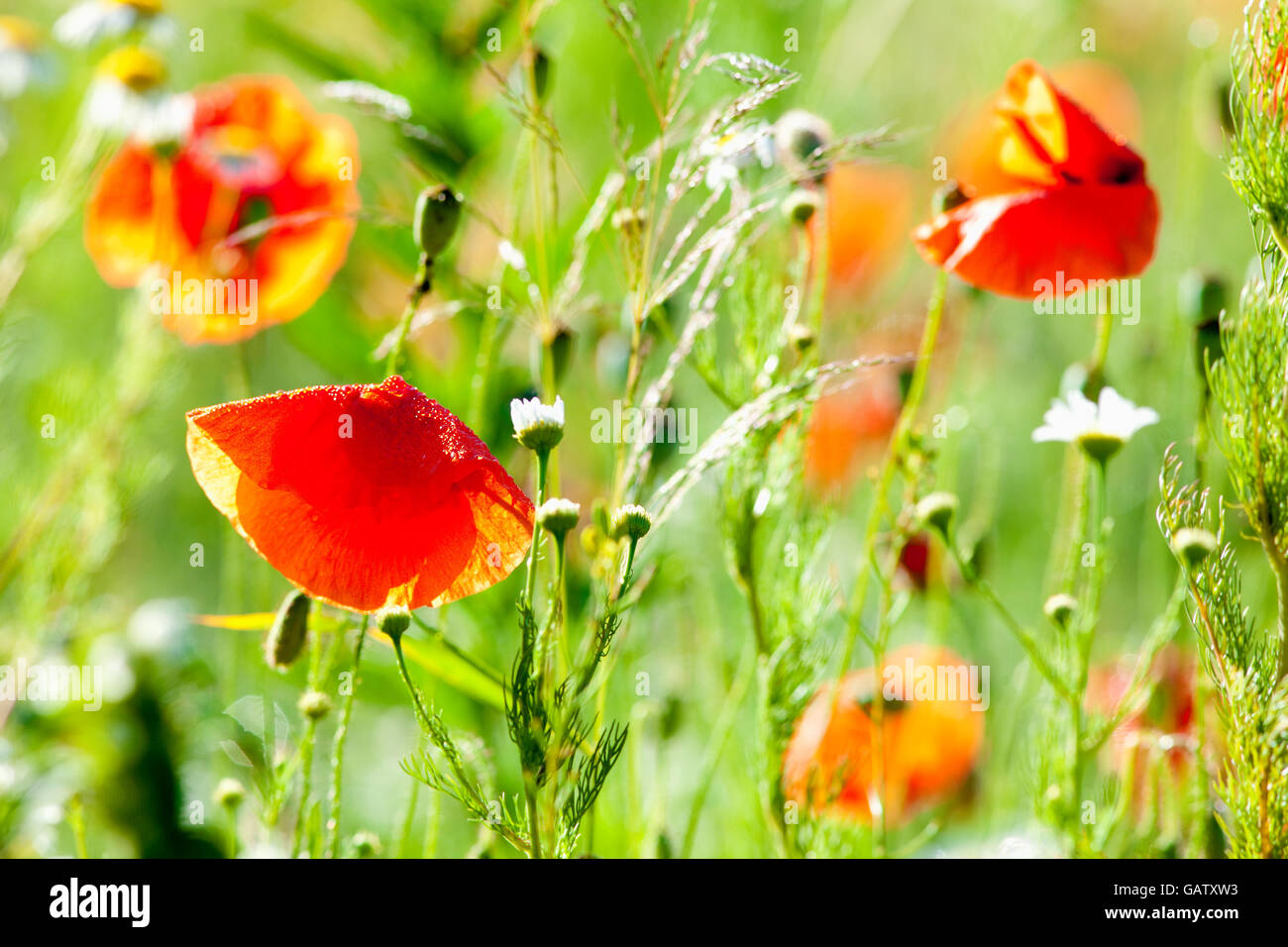 Blühende Blumen auf der Wiese im Sommer Stockfoto