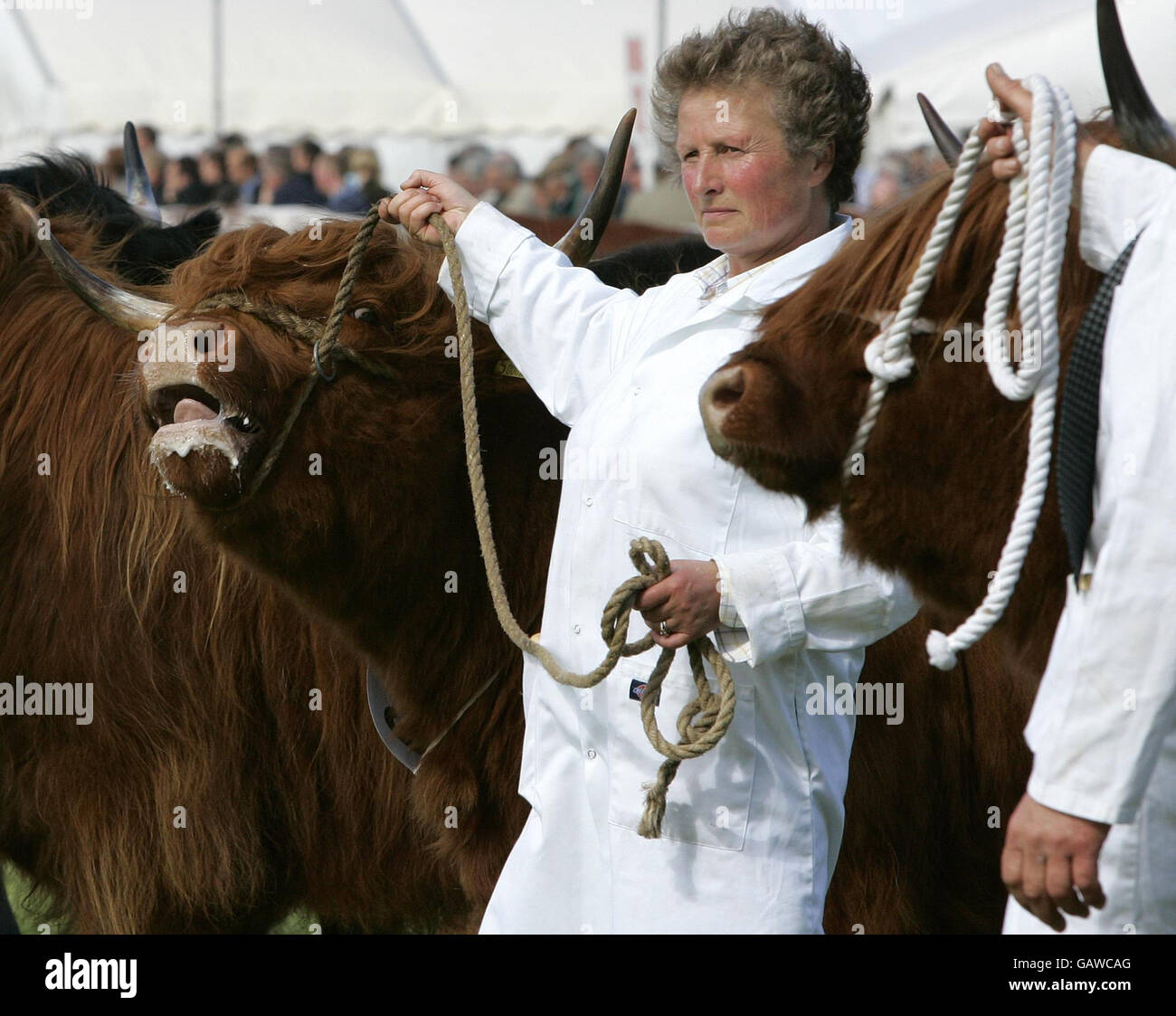 Royal Highland Show, 2008. Highland-Kühe werden vor der Beurteilung auf der 168. Royal Highland Show 2008 in Ingliston, Schottland, in Reihe gestellt. Stockfoto