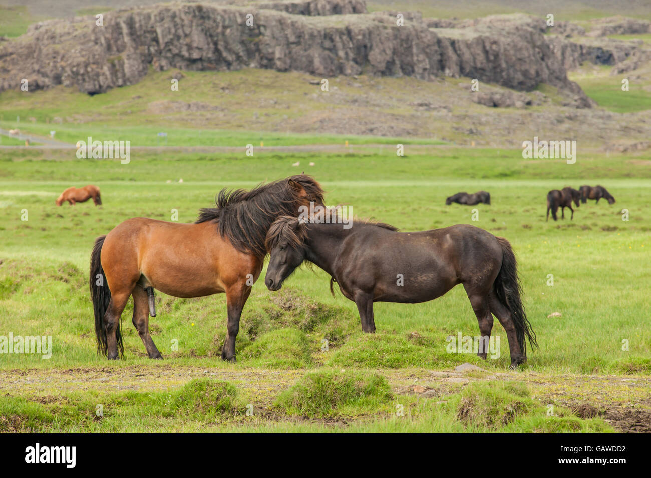 Islandpferde. Stockfoto