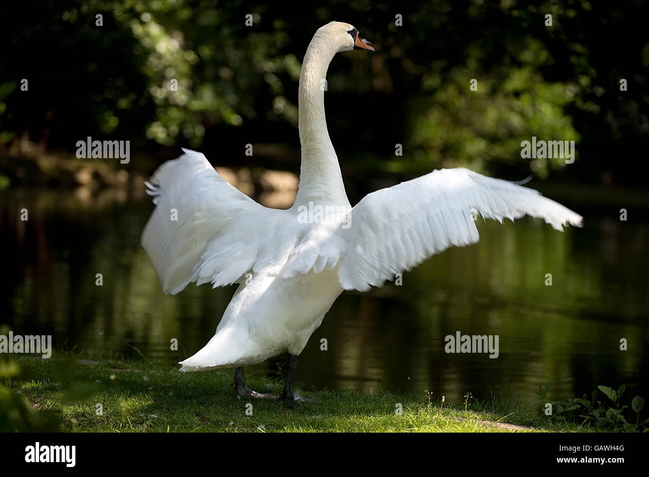 Weißer Schwan in freier Wildbahn Stockfoto Weißer Schwan in freier Wildbahn Stockfoto