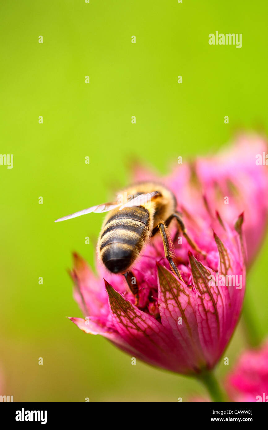 Leeds, West Yorkshire, Großbritannien. 5. Juli 2016. Einen warmen sonnigen Tag in Leeds West Yorkshire sahen erhöhten Aktivität mit Bienen, die die Gelegenheit nutzen, um Blumen an Golden Acre Park, Leeds zu bestäuben. Aufgenommen am 5. Juli 2016 in Leeds, West Yorkshire. Bildnachweis: Andrew Gardner/Alamy Live-Nachrichten Stockfoto