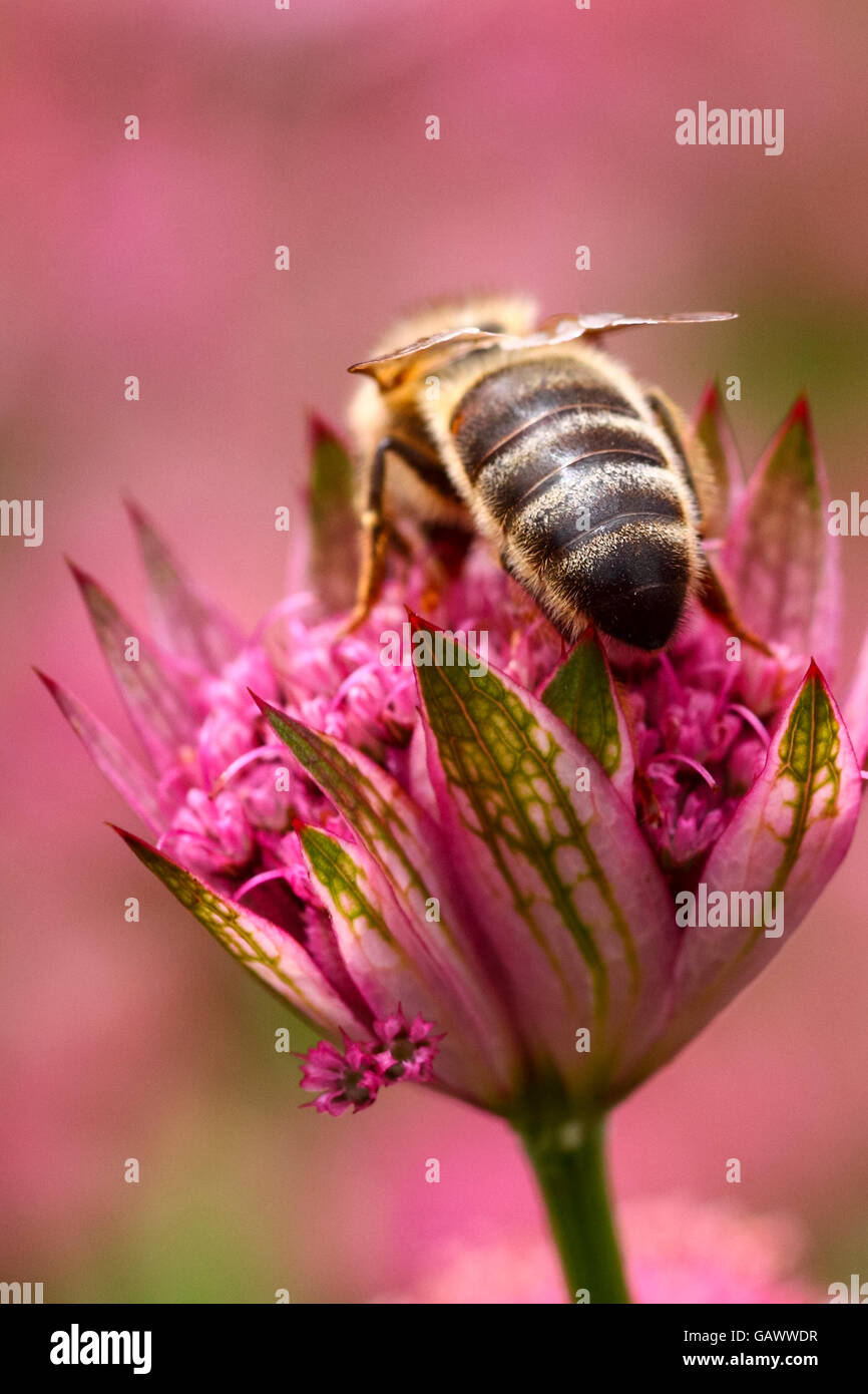 Leeds, West Yorkshire, Großbritannien. 5. Juli 2016. Einen warmen sonnigen Tag in Leeds West Yorkshire sahen erhöhten Aktivität mit Bienen, die die Gelegenheit nutzen, um Blumen an Golden Acre Park, Leeds zu bestäuben. Aufgenommen am 5. Juli 2016 in Leeds, West Yorkshire. Bildnachweis: Andrew Gardner/Alamy Live-Nachrichten Stockfoto