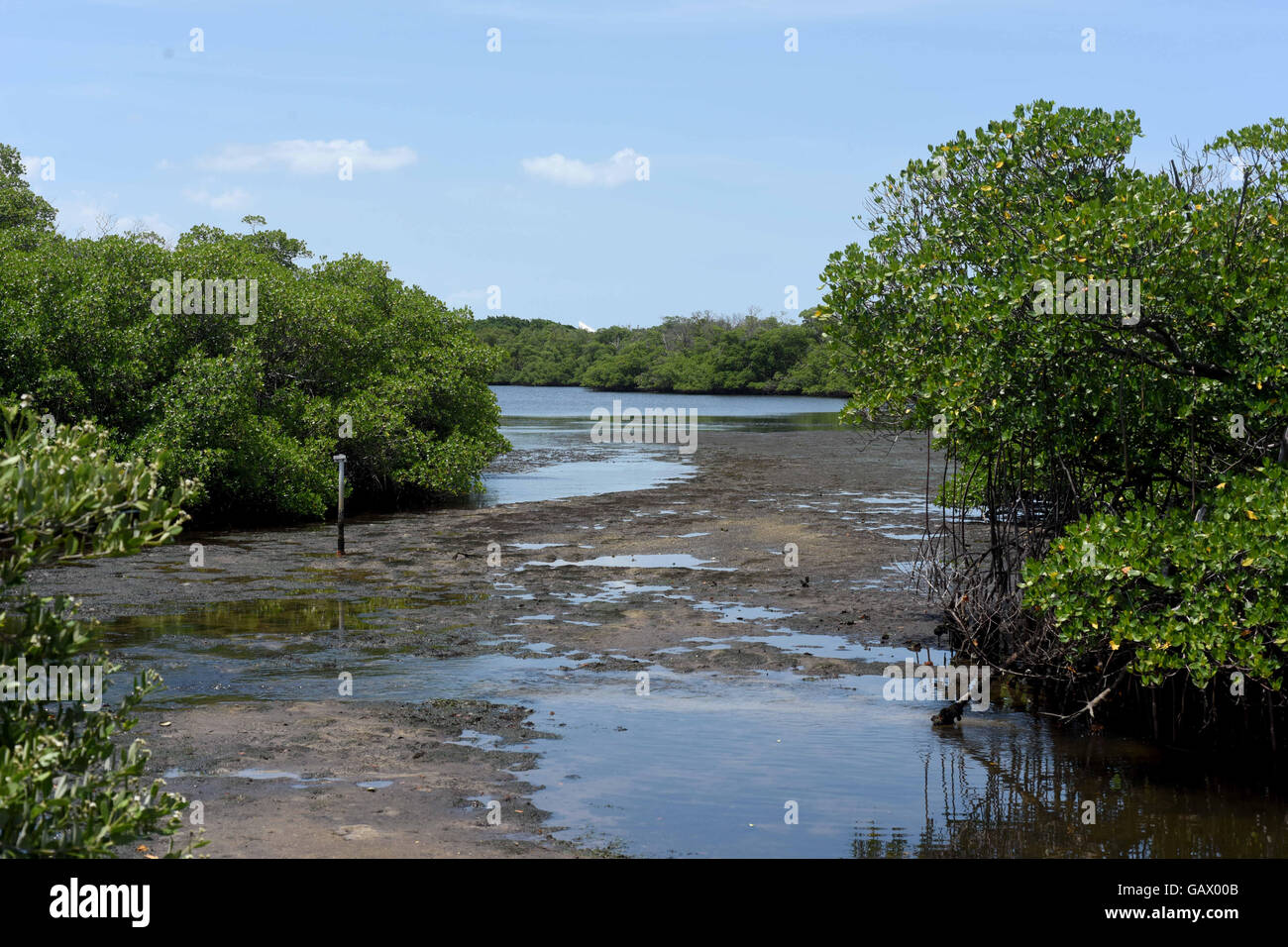 Riviera Beach, FL, USA. 1. Juli 2016. Wasser vom Palm Beach Kanal wurde erhöht, die mündet in die Lake Worth Lagune fotografiert ihr am Freitag, Juli 1.A gefährlich blau - grüne Algenblüte wirkt Lake Okeechobee und Martin County und viele sorgen, dass es Bereiche des Palm Beach County beschädigt wird. (Maria Lorenzino/Sun-Sentinel). SOUTH FLORIDA HERAUS; KEINE MAGS; KEIN VERKAUF; KEIN INTERNET; KEIN FERNSEHER. © Sun-Sentinel/ZUMA Draht/Alamy Live-Nachrichten Stockfoto