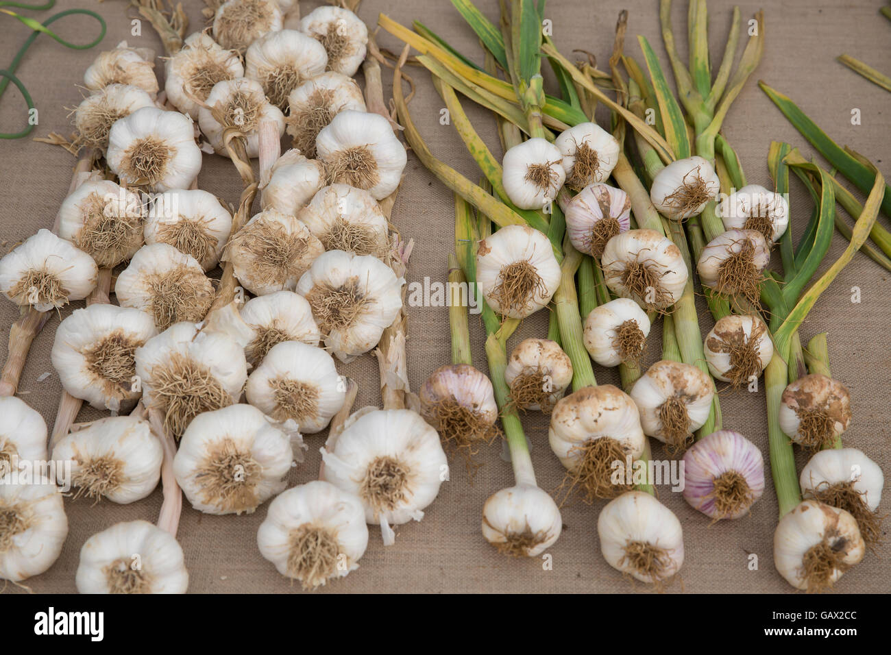 Hampton Court, UK. 6. Juli 2016. Geräuchertem Knoblauch von der Isle of White auf der RHS Hampton Court Palace Flower zeigen Kredit: Keith Larby/Alamy Live News Stockfoto