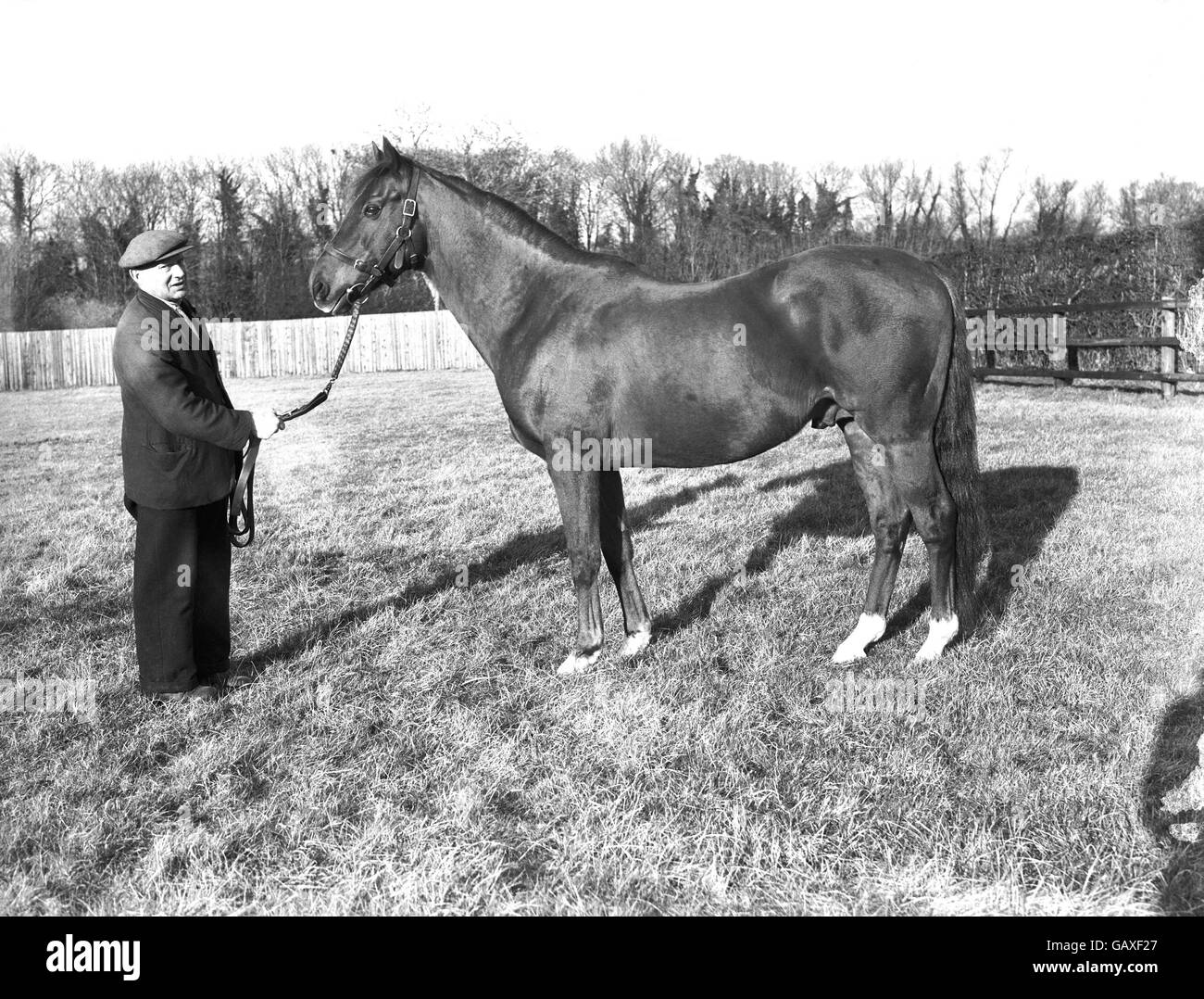 Pferderennen - Lord Derby's Hengstgestüt - Newmarket. Hyperion, Gewinner des Derby 1933 Stockfoto