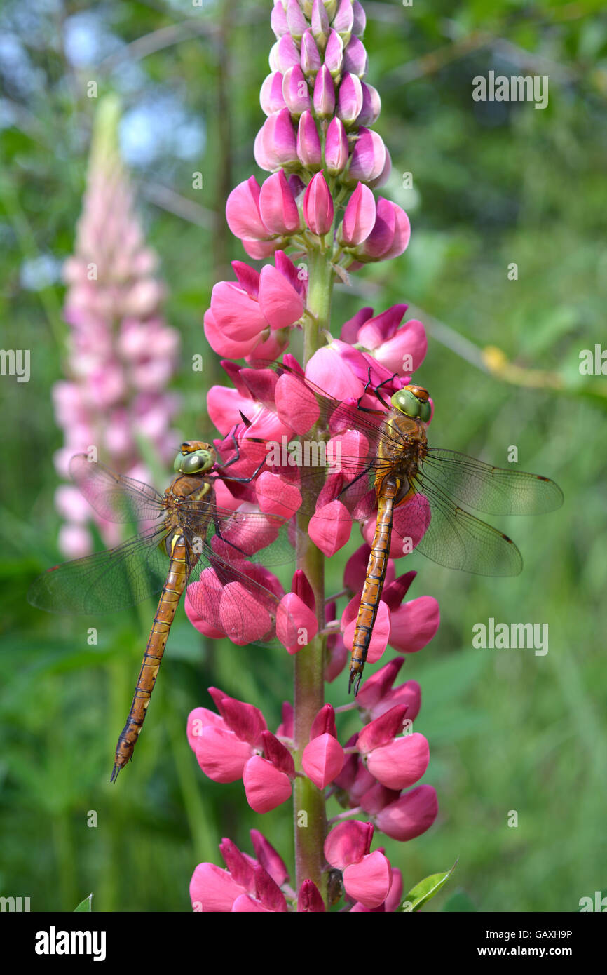Zwei Libellen auf rosa lupine Blüte im Frühsommer im Wind bewegen Stockfoto