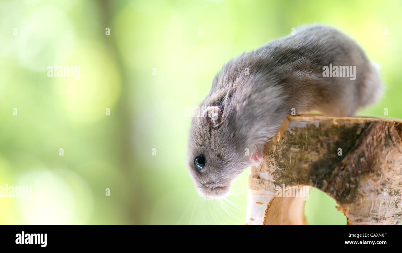 lustige kleine hamster Stockfoto