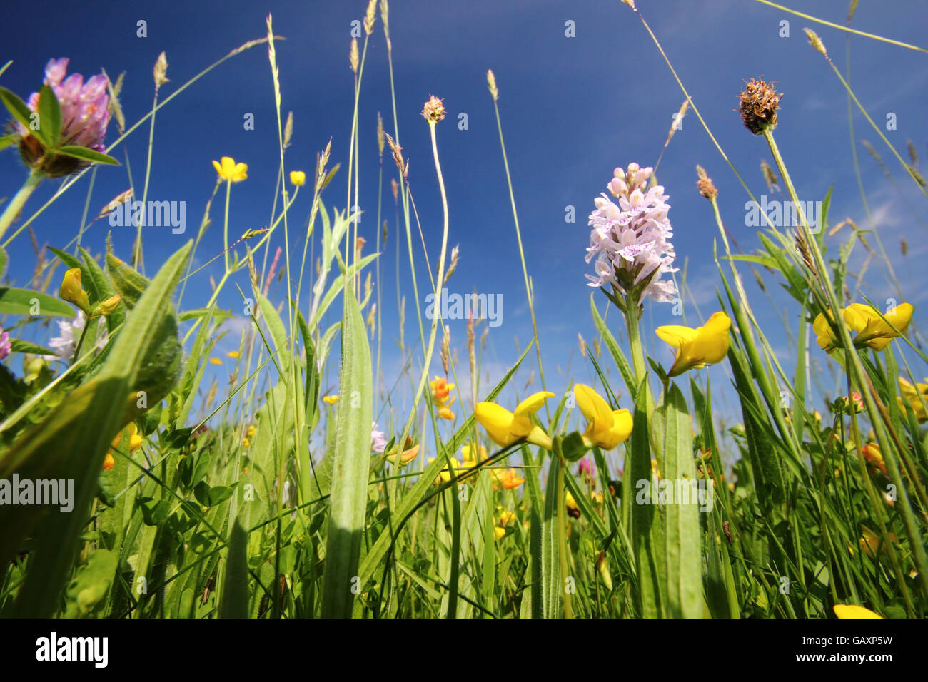 Eine wildflower Meadow mit Wiese Ranunkeln, Rotklee, wilde Orchideen, Vögel Kleeblatt und Gräser an einem sonnigen Sommertag Fuß Stockfoto