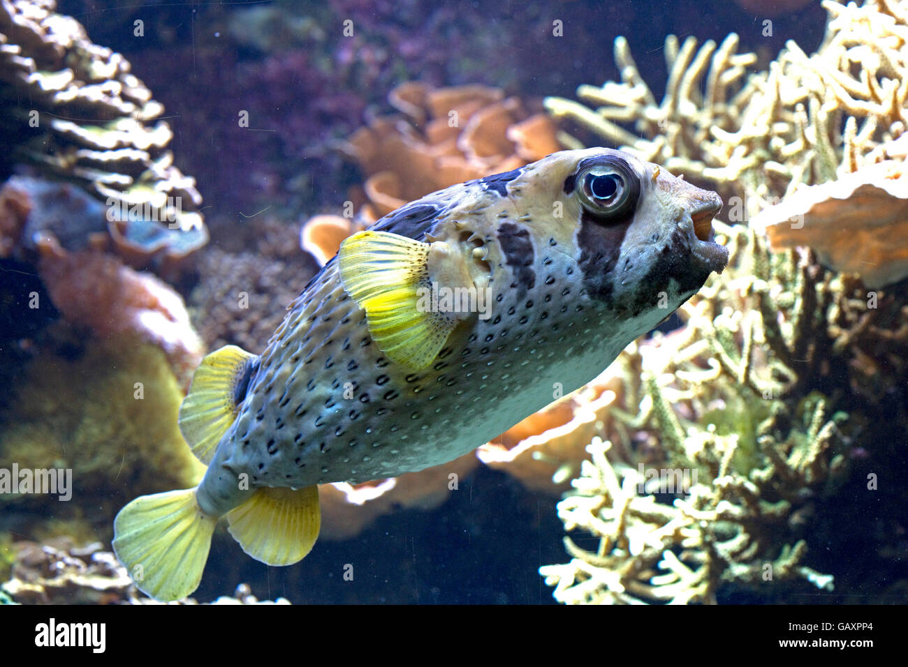 Black blotched Porcupine Fish Diodon Liturosus Oceanarium Brest Frankreich Stockfoto
