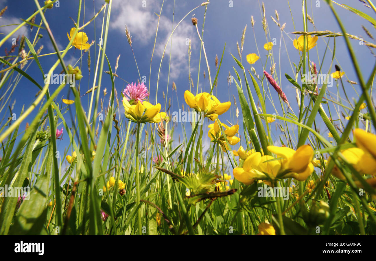 Eine Wildblumenwiese mit Rotklee, Butterblumen, Fuß Vögel Kleeblatt und eine Vielzahl von Gräsern, an einem sonnigen Tag im Frühsommer, UK Stockfoto