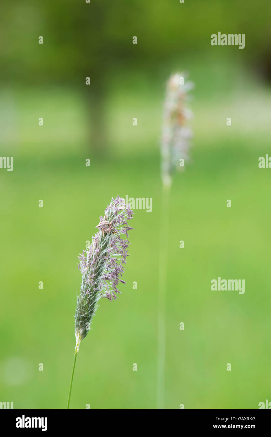 Alopecurus Pratensis. Graskopf Flower Meadow foxtail Stockfoto