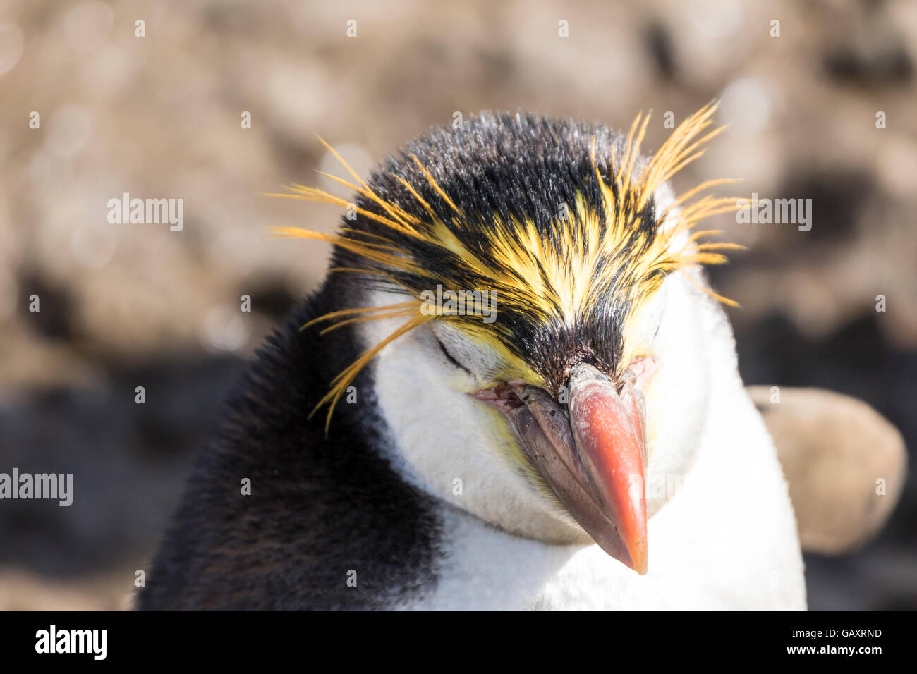 Haubenpinguin auf Macquarie Island, australische Sub-Antarktis Stockfoto