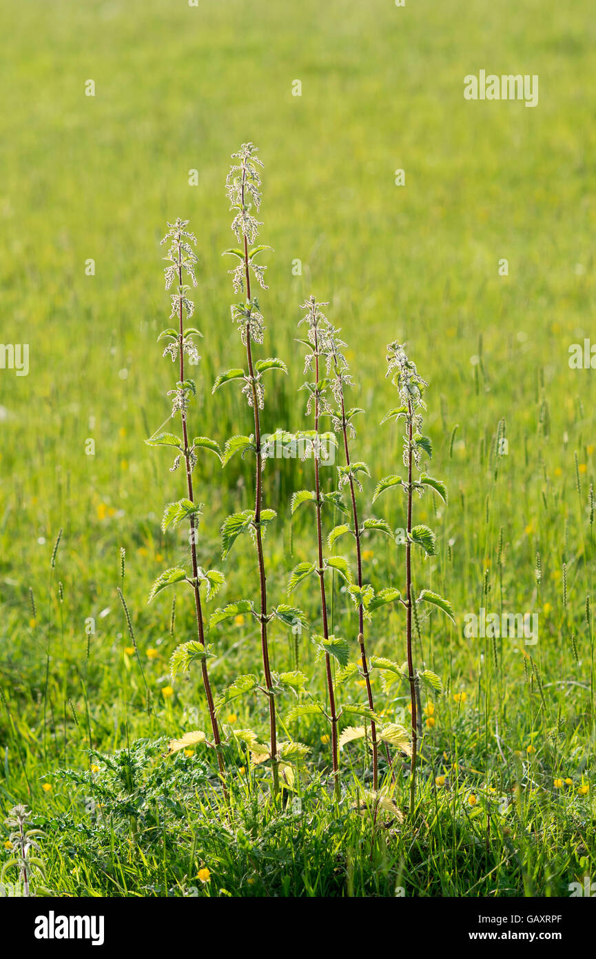 Urtica Dioica. Brennesseln in der englischen Landschaft Stockfoto