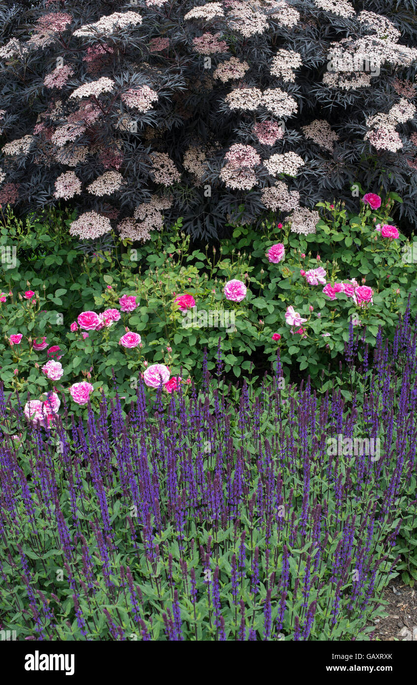 Sambucus Nigra Schwarzer Holunder Rosa Rosen Und Salvia Blumen